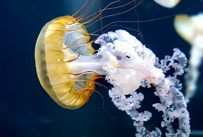 INVEC - Iniciativa Véctrika Servicio Xylium